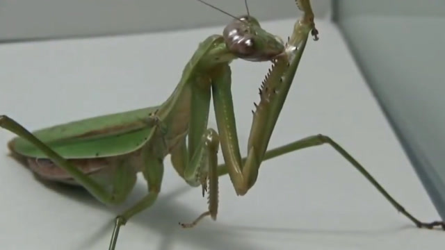 中华大刀螳螂捕食蟑螂,一把锁住蟑螂的头部,镜头拍下全过程