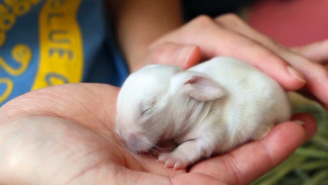 刚出生不久的小兔子图片