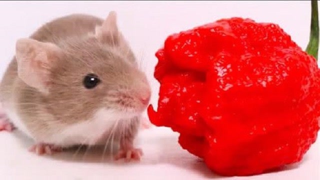 老鼠吃辣椒吉林图片