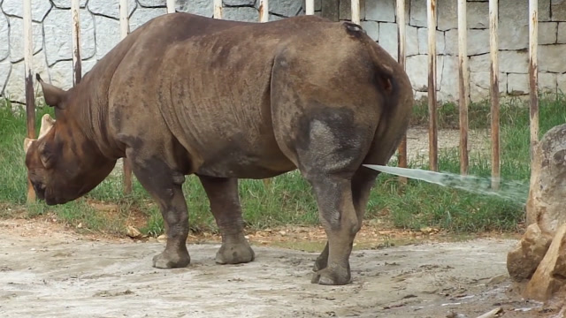 喷尿犀牛,原来犀牛是这样撒尿的!太强大了