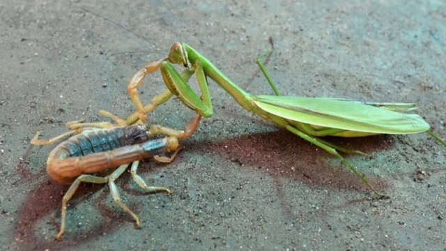 螳螂挑衅蝎子,不小心露出破绽,被蝎子一招秒杀!