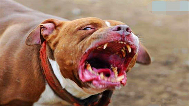 世界上最吓人的狗图片图片