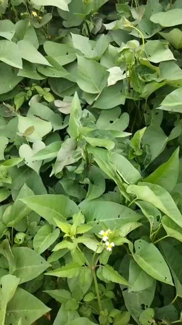 小河边野生的空心菜