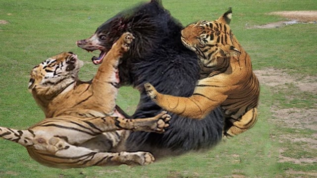 老虎偷袭黑熊,黑熊奋起反抗,老虎:你打赢我王字倒过来!