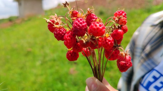 農村山上一種紅色野果,有個恐怖的名字,長得像草莓,你見過嗎?