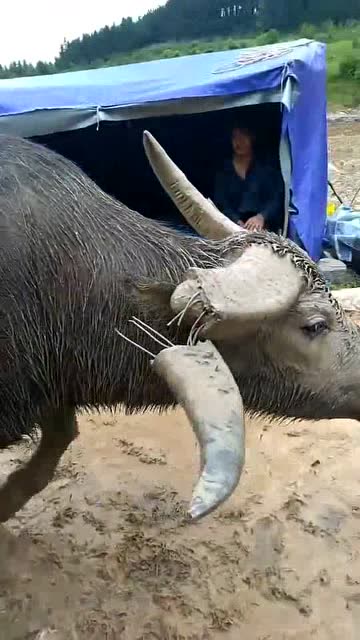 刚从战场上归来,牛角都断了,没有了价值下场会更惨!
