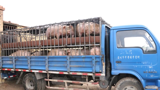 原来猪是这样被装上车的,方法太老土了吧,你见过吗?