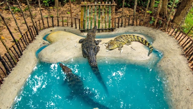 牛人为鳄鱼订制"私人"游泳池,简直太浪漫,可鳄鱼却不喜欢?