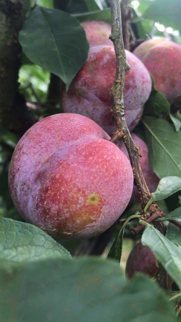 吃过东留芙蓉李吗?