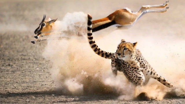 猎豹霸气速度图片
