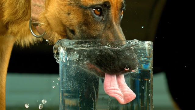 狗舔水表情包图片