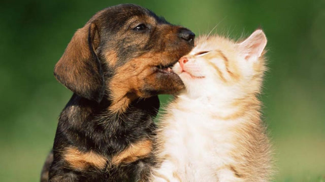 动物间跨物种的恋爱?