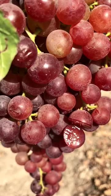 新疆弗雷葡萄啊