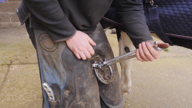 实拍钉马掌的过程,不敢眨眼睛,网友:铁板马蹄上不疼吗?