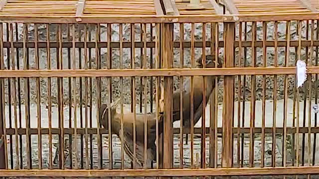 画眉鸟打架,精彩,只看见鸟毛乱飞