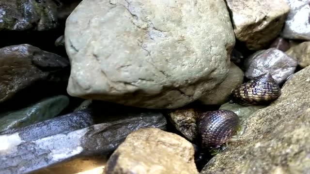 小伙赶海捡露螺,这露螺虽然个头小,但是非常活跃!