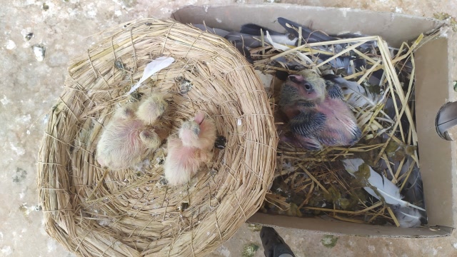 看下早产3天以上,出壳3天到10天小鸽子健康吗,大小正常吗?