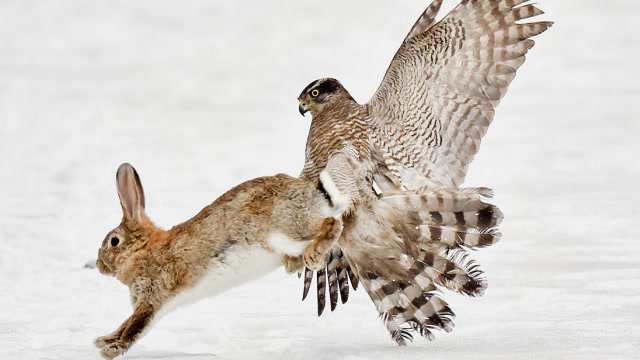 饥饿的老鹰错把熊当兔子,老鹰立马紧急刹车,网友:这是饿昏眼了