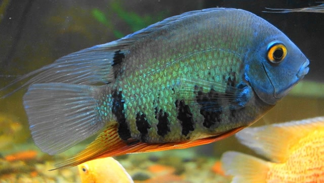 观赏鱼繁殖,水族箱马上要爆缸了,野生绿菠萝鱼,体色很漂亮