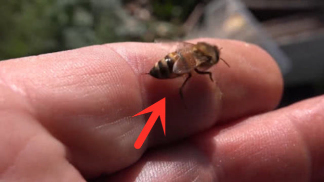 蜜蜂毒针长啥样图片
