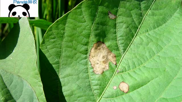 大豆灰斑病危害症状及防治措施介绍