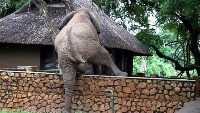 大象偷吃芒果被发现,翻墙逃走的样子太搞笑,真担心它摔个狗吃屎