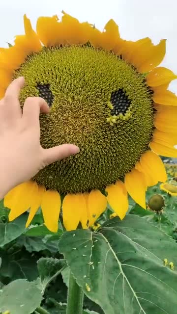 这才是真正的向日葵的微笑,一看就知道瓜子大丰收了