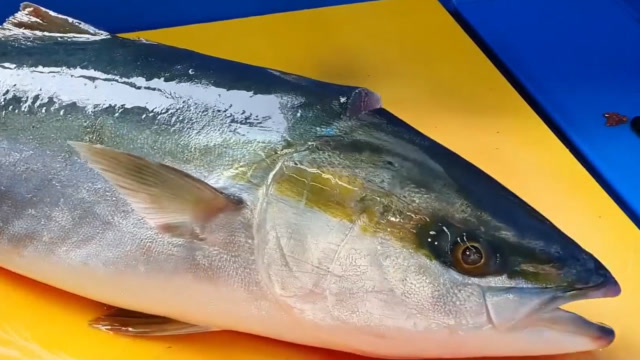 小伙切割五条鰤重20公斤一刀划成两半刀工比大厨还牛