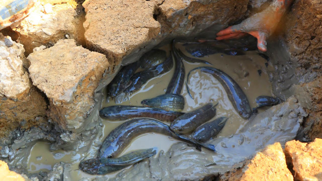 不可思议的旱地挖鱼,真佩服小哥在干旱的土地上,挖出一窝大鱼