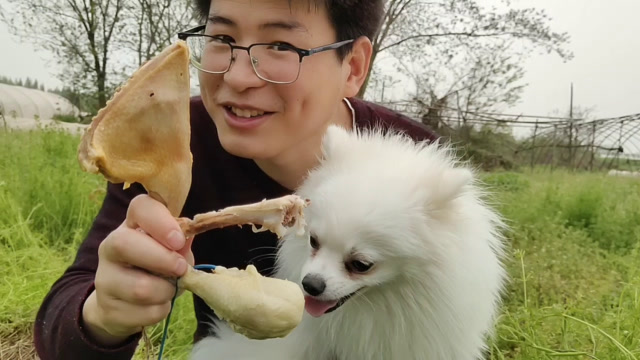 萌宠吃货:小狗狗吃鸡腿和鸭腿,肥美鲜嫩边舔边吃看着好馋人