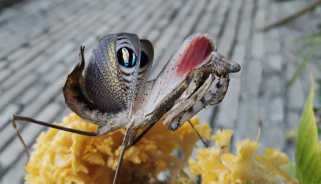 孔雀螳螂好斗而隐秘