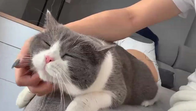 小姐姐给猫咪挠耳朵,这货一脸灵魂被掏空的表情,太逗了