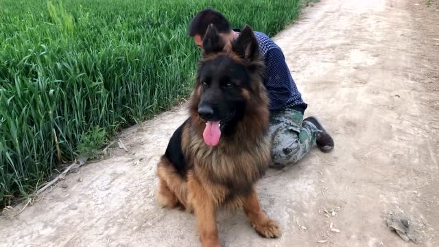 欣赏下德牧名犬红狼的风范,兴奋度高,主要还特别凶猛