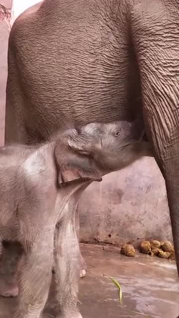 象宝宝吃奶你见过吗,我可是第一次见!