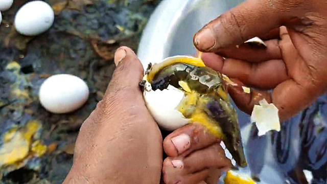 男子把鸡蛋壳敲破,突然从里面钻出一条鱼,网友:母鸡出轨了?