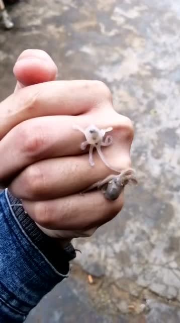 刚出生的小章鱼,却惨遭人类袭击,清蒸美味可口!