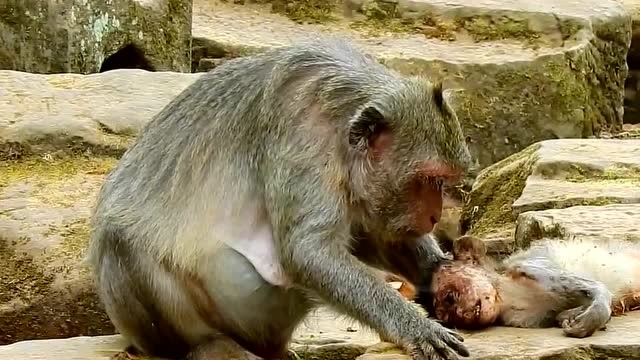 泪崩了,小猴子都成干尸了,妈妈还像平常一样耐心安抚,根本不敢往下看