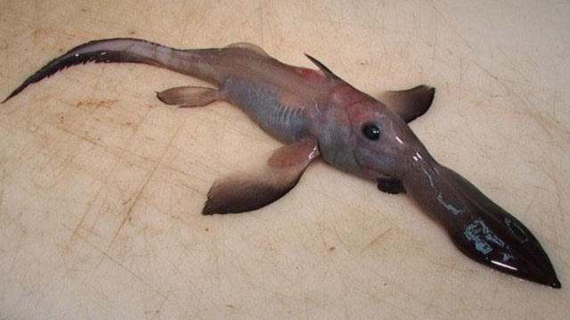 这种鱼生活在深海900米处,外形像是放大版蝌蚪,还长出了腿