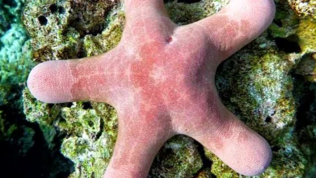 美国动画片《海绵宝宝》中派大星的原型很有可能就来自粒皮瘤海星?