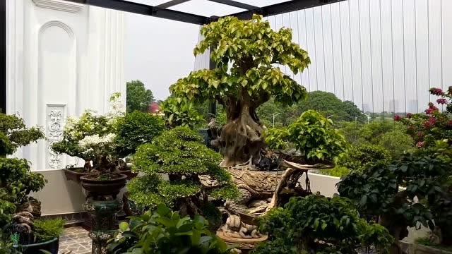 在现代化城市中的一个盆景园,显得格外的突出,充满了自然的感觉