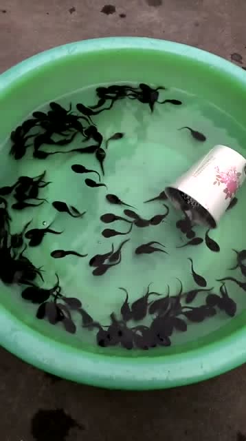 刚出生的小蝌蚪,就学会拉帮结派,这场面也是头回见!