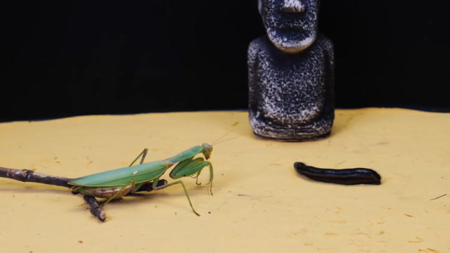 螳螂与水蛭的对决,仅凭一招就分出了胜负,千万不要眨眼!