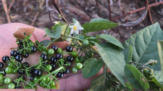 小时候经常吃的龙葵果,对咽炎,咽喉肿痛有帮助,如今却不多见