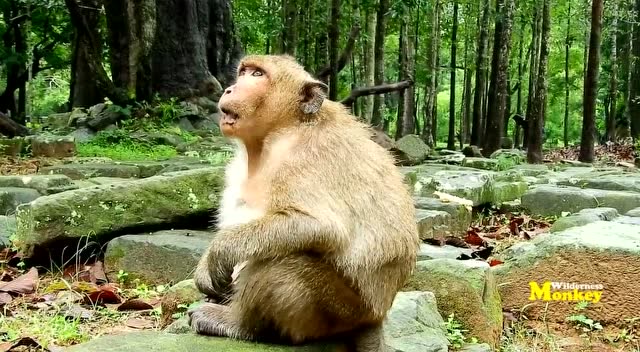 小胖猴巨能吃,看见有人在拍他也要先吃完东西再说!