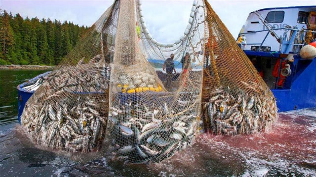 大型的渔船捕捞三文鱼,一网拖上来,人差点被鱼给淹没