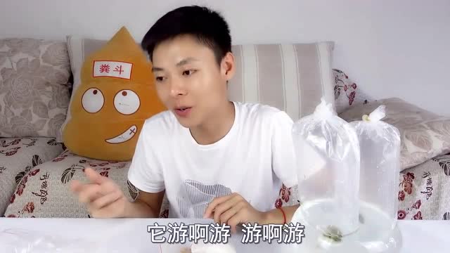 别小齐开箱动物买了条会生气的鱼生气的时候用针扎下会怎样