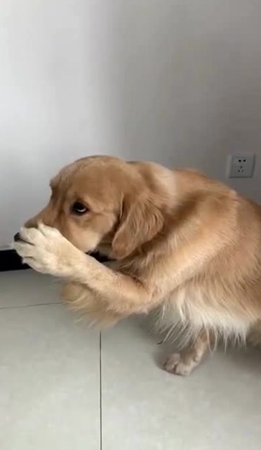 刚买回家榴莲,金毛被臭的捂着鼻子,吃了一口后我惊呆了!