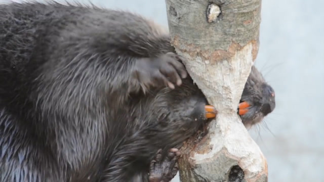 河狸咬断一棵树需要多久?门齿犹如电锯,让人叹服!