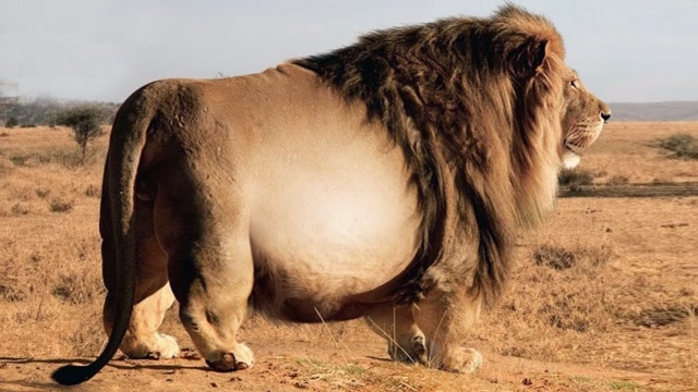 体型最大的狮子图片