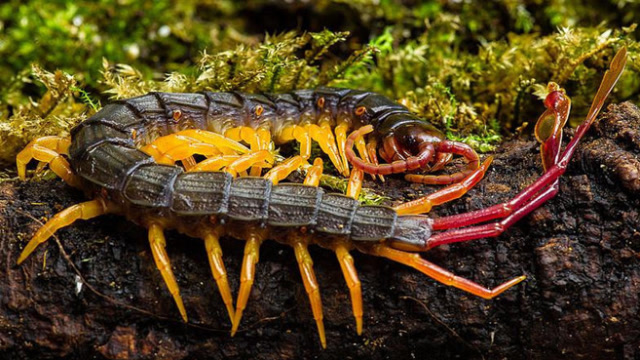 世界上剧毒蜈蚣,尾巴上长着羽毛,普通人难得一见!